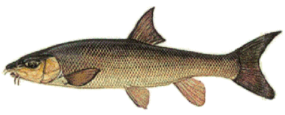 The Barbel